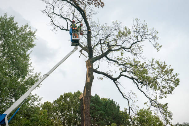 Professional Tree Care in Gifford, FL